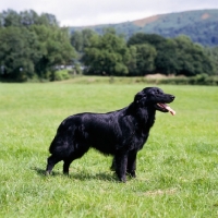 Picture of ch bordercot guy, flatcoat retriever standing in a field