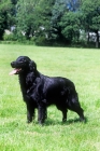 Picture of ch bordercot guy, flatcoat retriever 