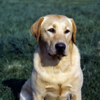 Picture of ch braeduke joyful,  labrador head study, 