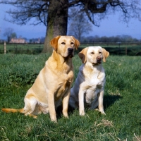 Picture of ch braeduke joyful, two labradors sitting