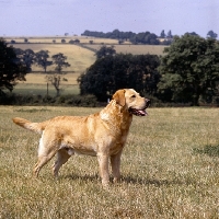 Picture of ch braeduke joyful, yellow labrador in field