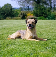 Picture of ch branigan of brumberhill,  border terrier lying on grass