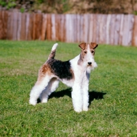Picture of ch brookewire brandy of layven, wire fox terrier, BIS crufts 1975