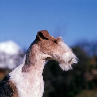 Picture of ch brookewire brandy of layven,  wire fox terrier bis crufts 1975 head study