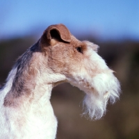 Picture of ch brookewire brandy of layven,  wire fox terrier portrait