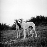 Picture of ch burydown elishama, left, burydown inanna,  salukis on hillside