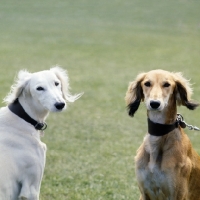 Picture of ch burydown freyha and ch burydown palmyra, two saluki looking into the camera