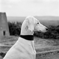 Picture of ch burydown freyha, saluki portrait, side view