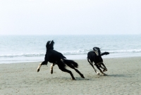 Picture of ch burydown hephzibah and friend, salukis playing on beach