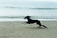 Picture of ch burydown hephzibah, saluki galloping on beach 