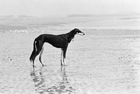 Picture of ch burydown hephzibah, saluki on the beach