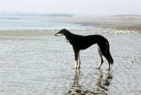 Picture of ch burydown hephzibah, saluki on the beach