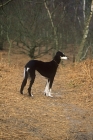 Picture of ch burydown hephzibah, saluki standing in woods 