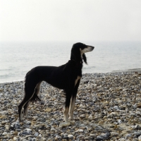 Picture of ch burydown hephzibah, saluki standing on pebbled beach