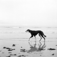 Picture of ch burydown hephzibah, saluki walking on beach