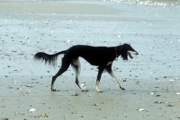 Picture of ch burydown hephzibah, saluki walking on beach