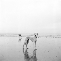 Picture of ch burydown inanna, ch burydown elishama, two salukis on beach