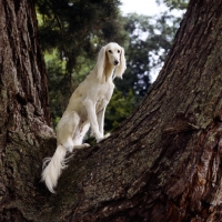 Picture of ch burydown iphigenia, saluki sitting in tree looking into camera