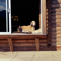 Picture of ch burydown palmyra, saluki looking out of window at hope waters' house