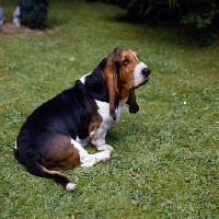 Picture of ch carresmar legend  basset hound sitting on grass