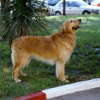 Picture of ch cato v silberberg,  hovawart standing on grass