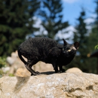 Picture of ch cavalien sugar tong, cornish rex cat restrained