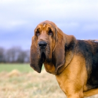 Picture of ch chasedown majesty, bloodhound head study