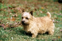 Picture of ch chidley lovey dovey standing on grass