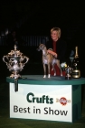 Picture of ch cobyco call the tune, whippet, winning  crufts bis, with owner, mrs lynn yacoby wright