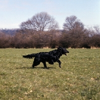 Picture of ch collyers blakeholme brewster  flatcoat retriever galloping across a field