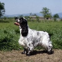 Picture of ch coltrim mississippi gambler, english cocker spaniel standing in a field