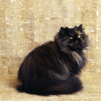 Picture of ch comari persian garden, tortoiseshell cat