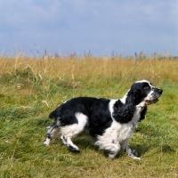 Picture of ch craigleith cinderella, english cocker spaniel running in a field