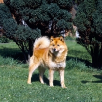 Picture of ch cullabine aureole,  finnish spitz standing on grass