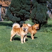 Picture of ch cullabine aureole, ch cullabine toni,  two finnish spitz dogs standing on grass