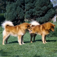 Picture of ch cullabine aureole, ch cullabine toni,  two finnish spitz dogs loking down