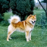 Picture of ch cullabine aureole, finnish spitz standing on grass