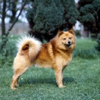 Picture of ch cullabine toni,  finnish spitz standing on grass
