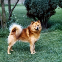 Picture of ch cullabine toni,  finnish spitz standing on grass