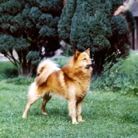 Picture of ch cullabine toni,  finnish spitz standing on grass