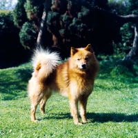 Picture of ch cullabine toni, finnish spitz standing on grass