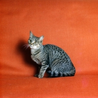 Picture of ch culverden charlotte, brown spotted cat