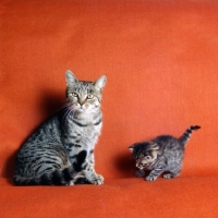 Picture of ch culverden charlotte, brown spotted cat and her kitten, 