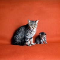 Picture of ch culverden charlotte, brown spotted cat and her kitten