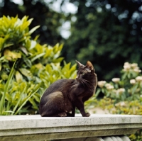 Picture of ch dandycat hula dancer, , havana cat in a garden