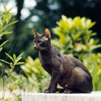 Picture of ch dandycat hula dancer, havana cat 