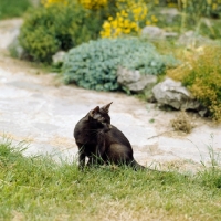 Picture of ch dandycat hula dancer, havana cat