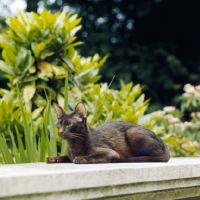 Picture of ch dandycat hula dancer, havana cat on stone edifice in garden