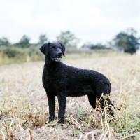 Picture of ch darelyn dellah, curly coat retriever standing on farmland 
