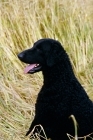 Picture of ch darelyn natasha, curly coat retriever head and shoulder shot 